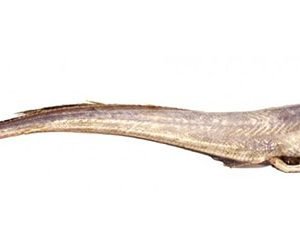 Blue Grenadiers 6.8kg